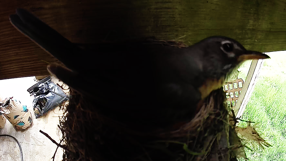 And here's mama sitting on them